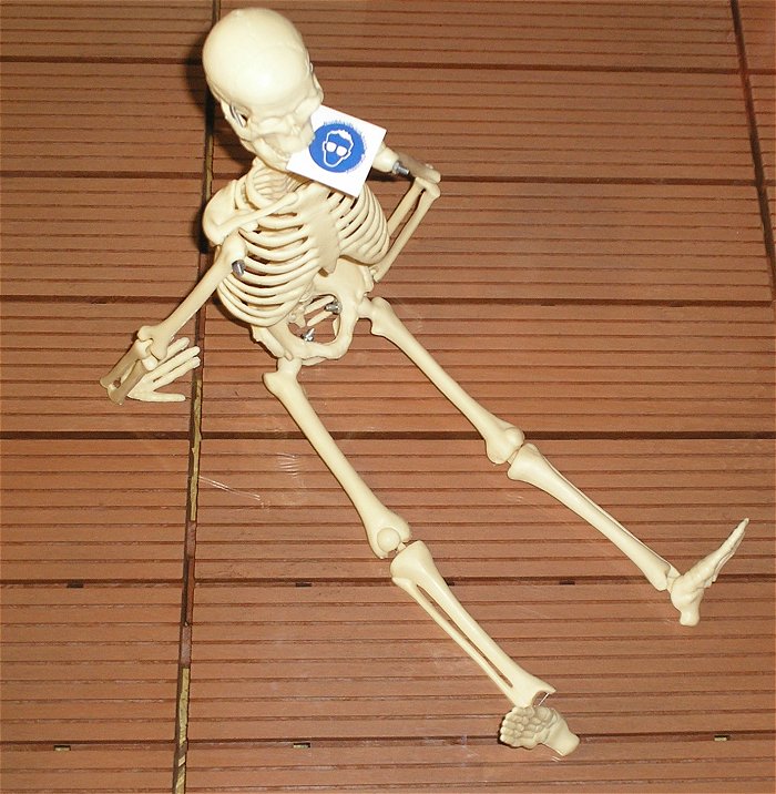 hq Skelett Standmodell Anatomie Halloween Schädel Rippen Knochen Mensch ca 45cm
