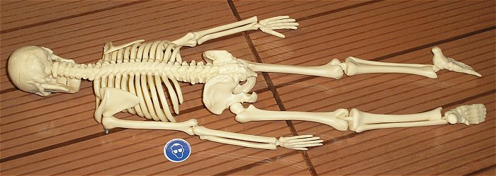 hq2 Skelett Standmodell Anatomie Halloween Schädel Rippen Knochen Mensch ca 45cm