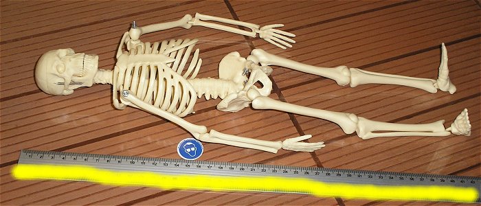 hq3 Skelett Standmodell Anatomie Halloween Schädel Rippen Knochen Mensch ca 45cm