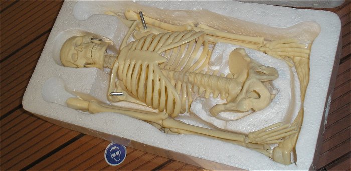 hq5 Skelett Standmodell Anatomie Halloween Schädel Rippen Knochen Mensch ca 45cm